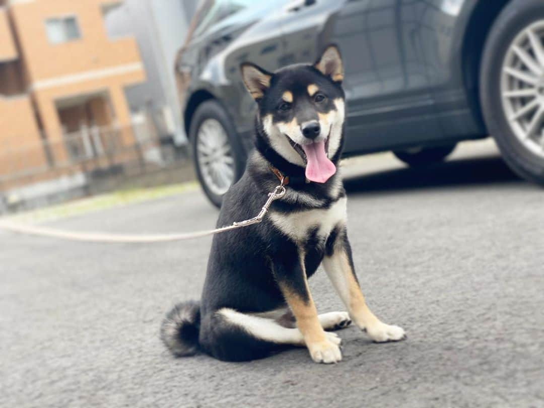 成田美寿々さんのインスタグラム写真 - (成田美寿々Instagram)「でっかくいぬいぬしてる🥺❤️❤️ #柴犬 #リク」10月13日 12時23分 - misuzunarita