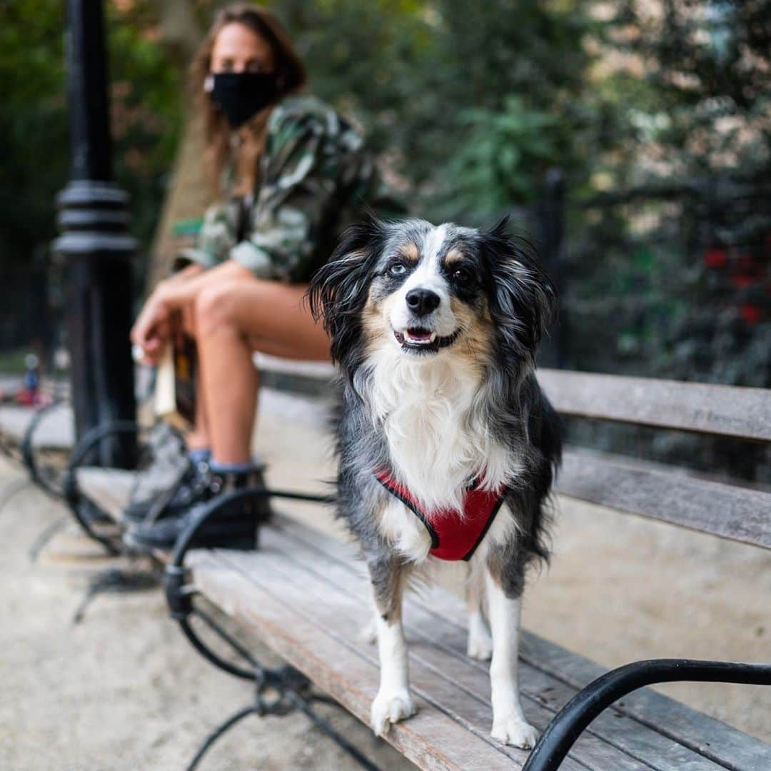 The Dogistさんのインスタグラム写真 - (The DogistInstagram)「Blue, Miniature Australian Shepherd (6 y/o), Washington Square Park, New York, NY • “She snorts like a pig and will head-butt you.”」10月13日 12時28分 - thedogist