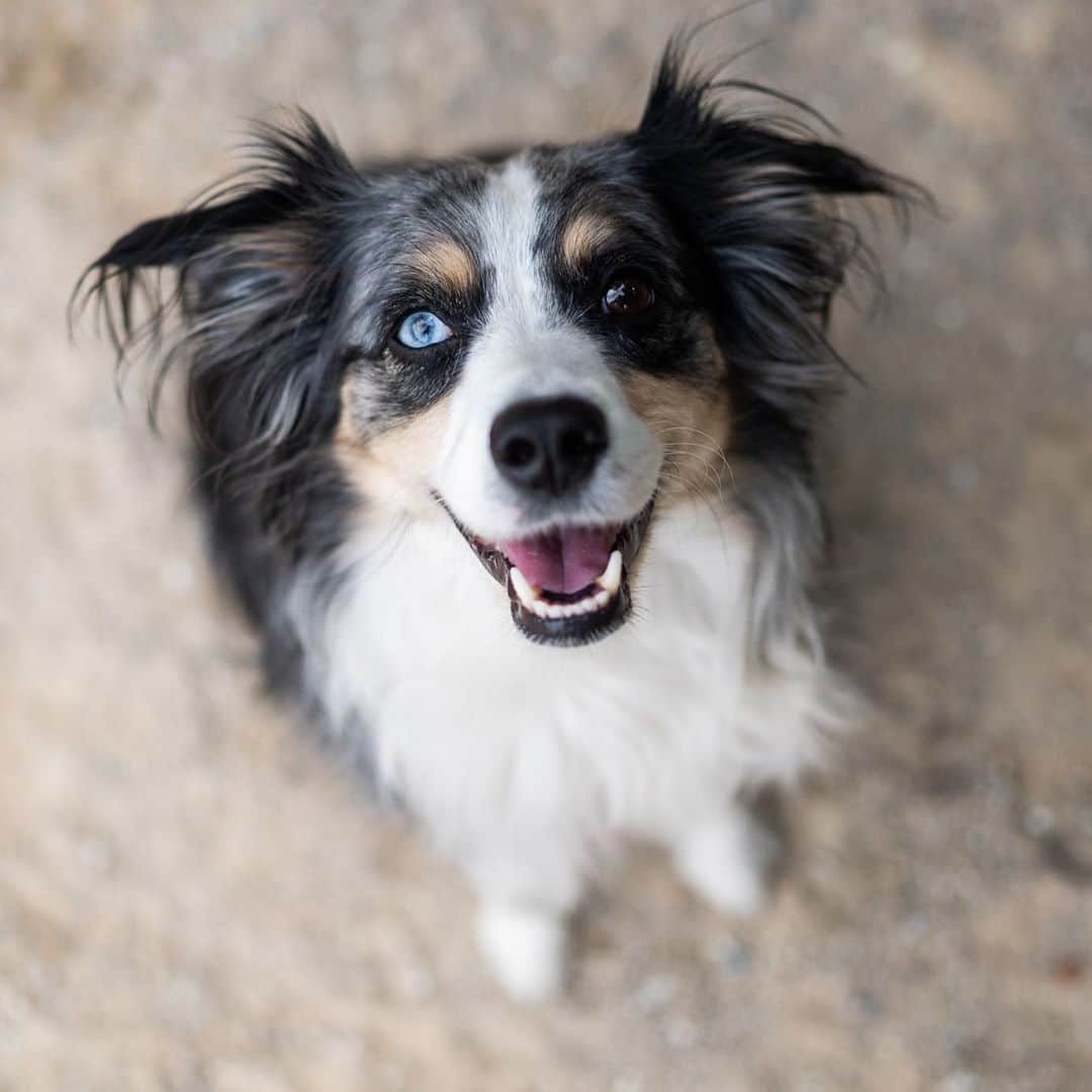 The Dogistさんのインスタグラム写真 - (The DogistInstagram)「Blue, Miniature Australian Shepherd (6 y/o), Washington Square Park, New York, NY • “She snorts like a pig and will head-butt you.”」10月13日 12時28分 - thedogist