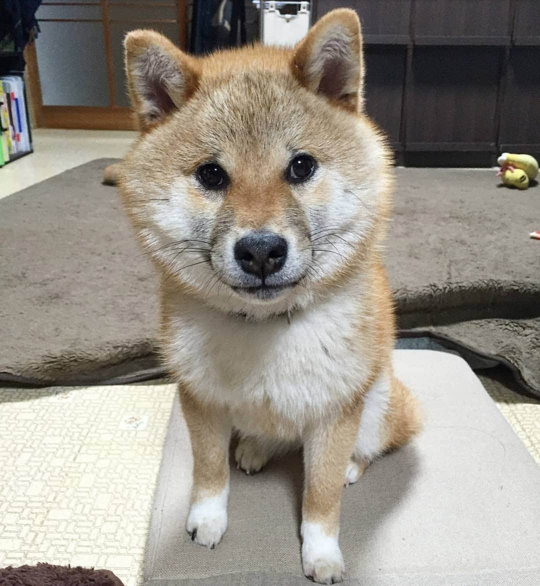 柴犬たま Shibainu Tamaのインスタグラム