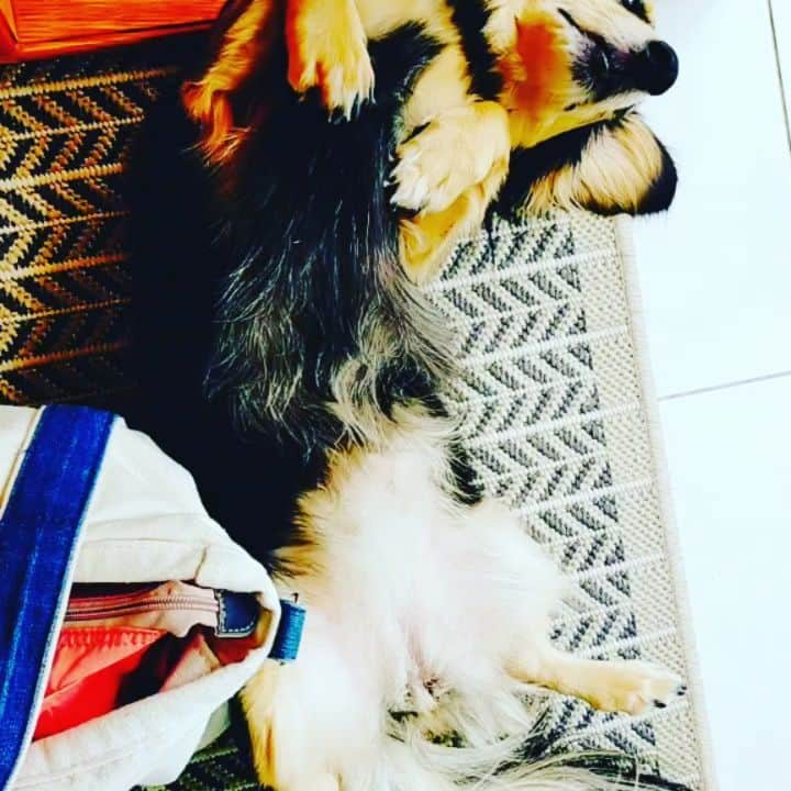 代永さや香のインスタグラム：「湘南の第二の母のお宅へ行ってきました🐕☀本当…ここが一番落ち着く…✨ 昔の飼っていたワンコの写真も見られて至福時間でした🥺💛  #shonan #おはかまいり行ってきました #dags #わんこ」