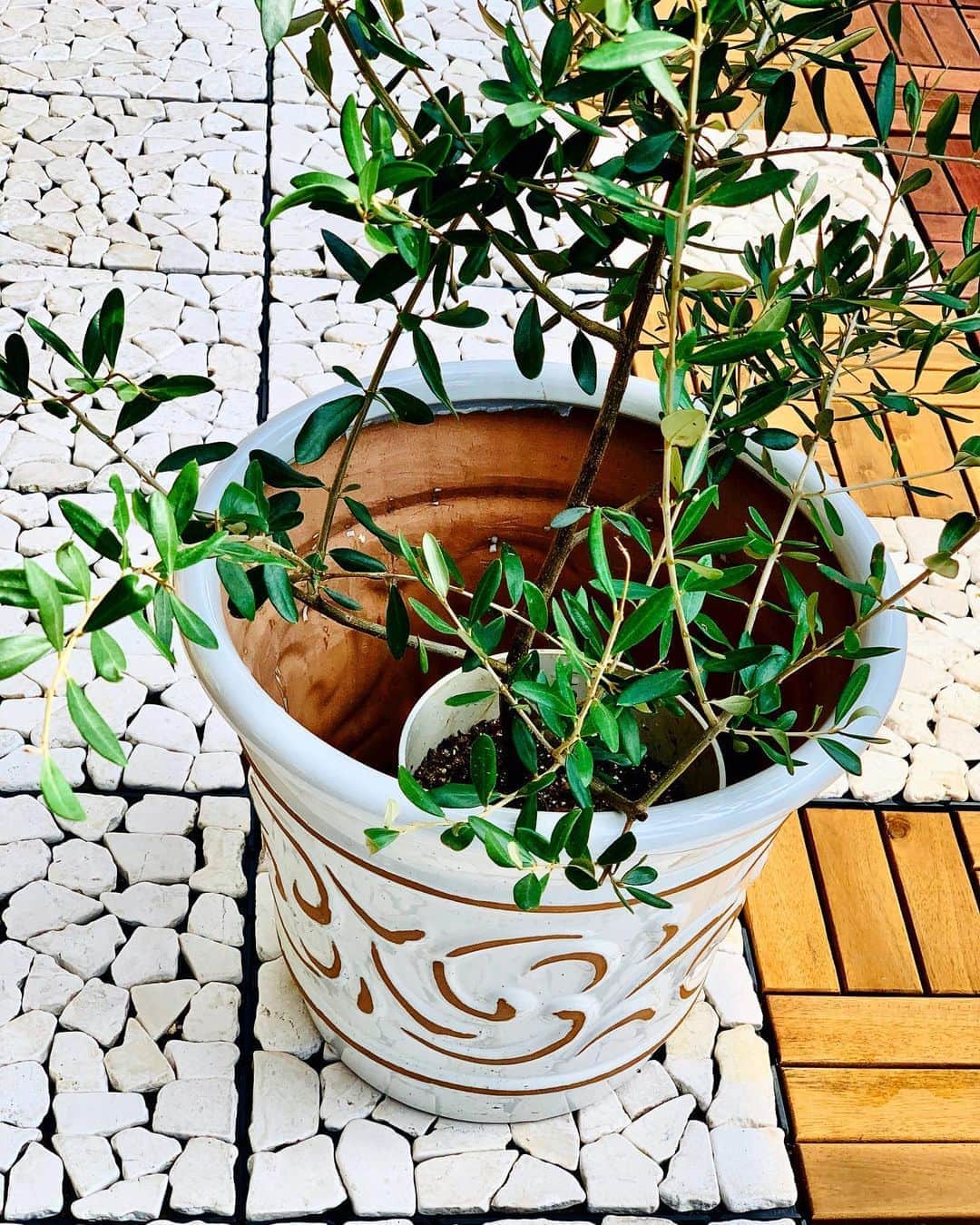 のインスタグラム：「🌿🍃🌳 念願のオリーブの木🌿仲間入り🍃 #軽井沢で買ってきた鉢 #お気に入り  #植木鉢 #お洒落な鉢 #3ヶ月後に植え替えます🌿 #オリーブ #オリーブの木 #大きく育て #観葉植物 #ベランダガーデニング」