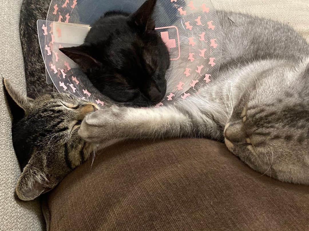 R!Nのインスタグラム：「日常。  #猫 #猫のいる暮らし #愛猫 #cat #catstagram #catsofinstagram #むぎ #れお #ゆき #かわいい」