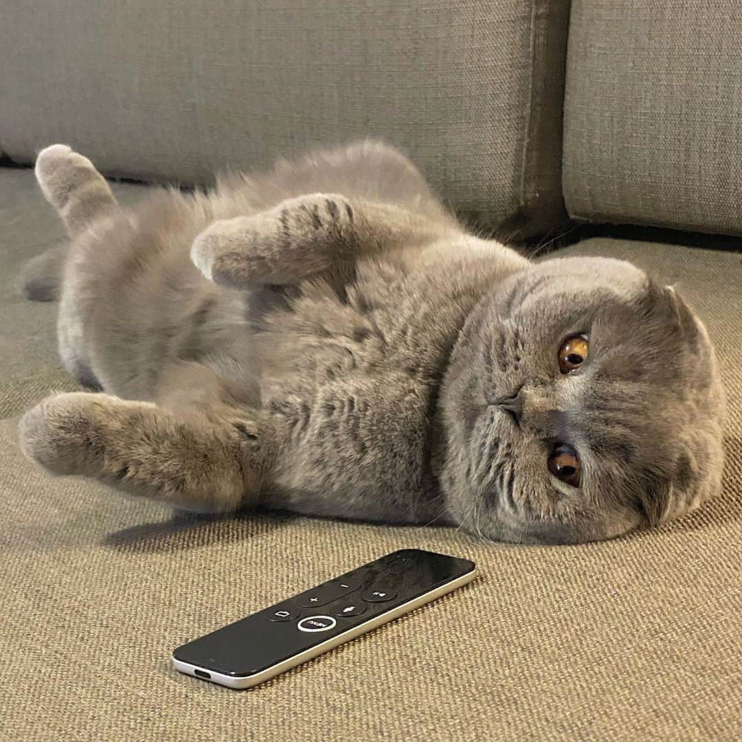 Aww Clubさんのインスタグラム写真 - (Aww ClubInstagram)「Trying really hard to use mental telepathy to change the TV channel but it’s just not working...⠀ ⠀ 📷@atlas_scottish_fold⠀ ⠀ #meowed #atlasscottishfold #mindcontrol #remote #lazycat #mood」10月13日 14時00分 - meowed