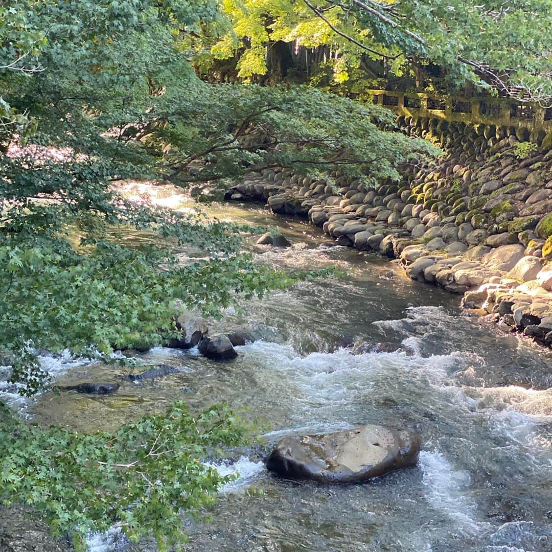 木本泉さんのインスタグラム写真 - (木本泉Instagram)「-﻿ 桂川や渡月橋に、竹林🌿﻿ ﻿ 京都の名前が使われてました✨﻿ ﻿ 自然そのもので、本当気が良い🤲﻿ ﻿ #修善寺#竹林の小径#伊豆﻿」10月13日 13時58分 - izumikimoto