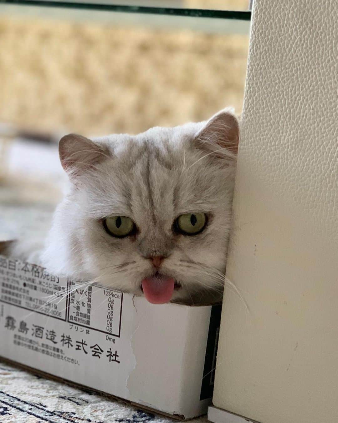 12 Chinchilla Persianのインスタグラム：「James 💙 #toungeouttuesday #catsofinstagram #cat #catseiththeirtonguesout」