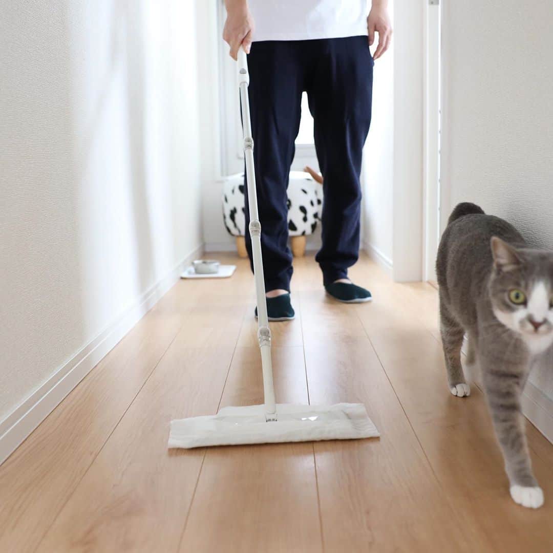 森の家さんのインスタグラム写真 - (森の家Instagram)「ムクリさん @mukuri_official で家を整えるきっかけや、掃除を続けるコツなどのコラムを書かせていただきました。 猫の写真もたくさん載せてもらいました🐈 @mukuri_official のURLから見られます。  記事のURLはこちら https://mukuri.themedia.jp/posts/10556919  #ムクリ #掃除 #掃除記録 #暮らしを整える #一軒家 #猫のいる暮らし #猫との暮らし #シンプルな暮らし #暮らし #ルーティン #ルーティン家事 #家事 #掃除習慣」10月13日 14時22分 - mori_ie