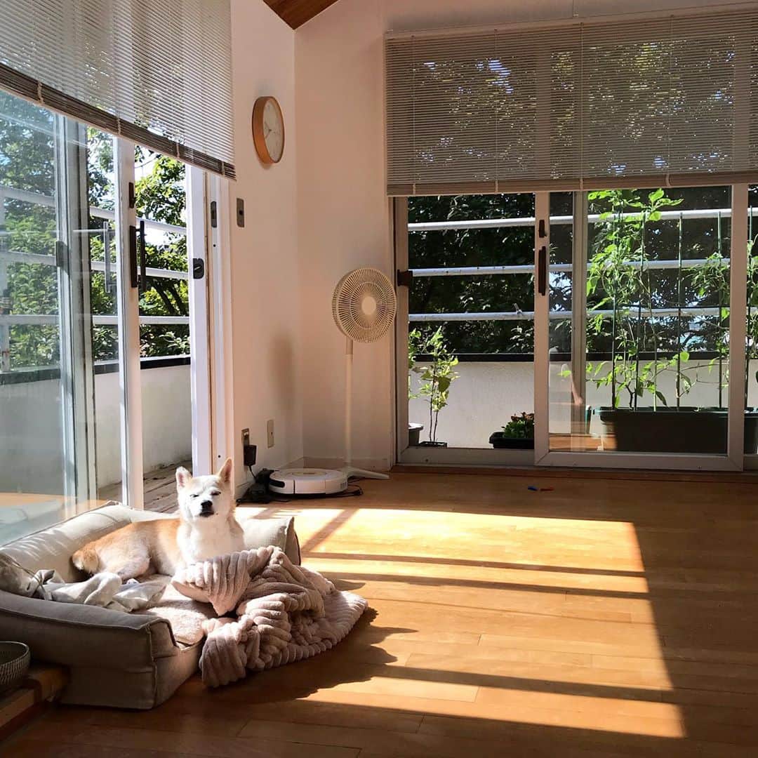 柴犬リリコのインスタグラム：「10月🍂って気持ちいいよね🐶」