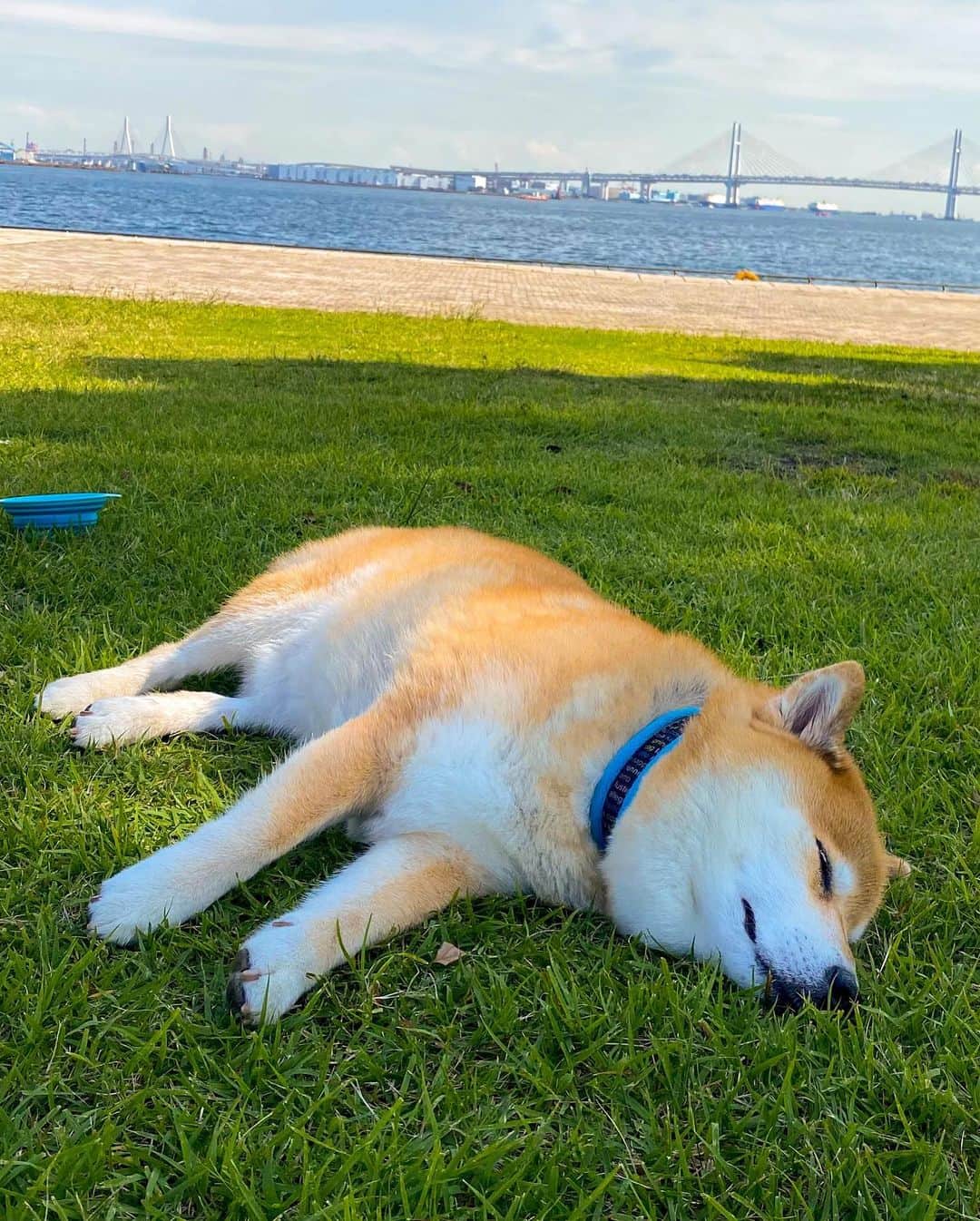 まる（まるたろう）さんのインスタグラム写真 - (まる（まるたろう）Instagram)「We have a nice breeze today.  It feels good to take a nap.✨🐶💤✨今日はいい天気だったからパパに頼んで遊びに連れてってもらったんだ〜 #お昼寝しにきたの☺️ #最高だったな〜 #贅沢でしょ🤗 #柴犬寝てます」10月13日 19時53分 - marutaro