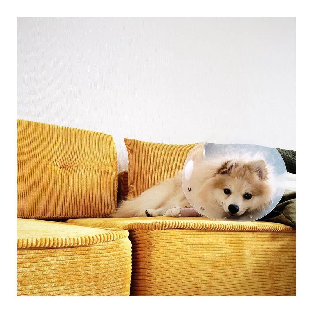 RisaWisteriaのインスタグラム：「お部屋はポン様の足腰のためにローベッド、ローソファー 🐶✨ . . . #sofa#couch#funiture#dog#pomeranian#ポメラニアン#pomchi」