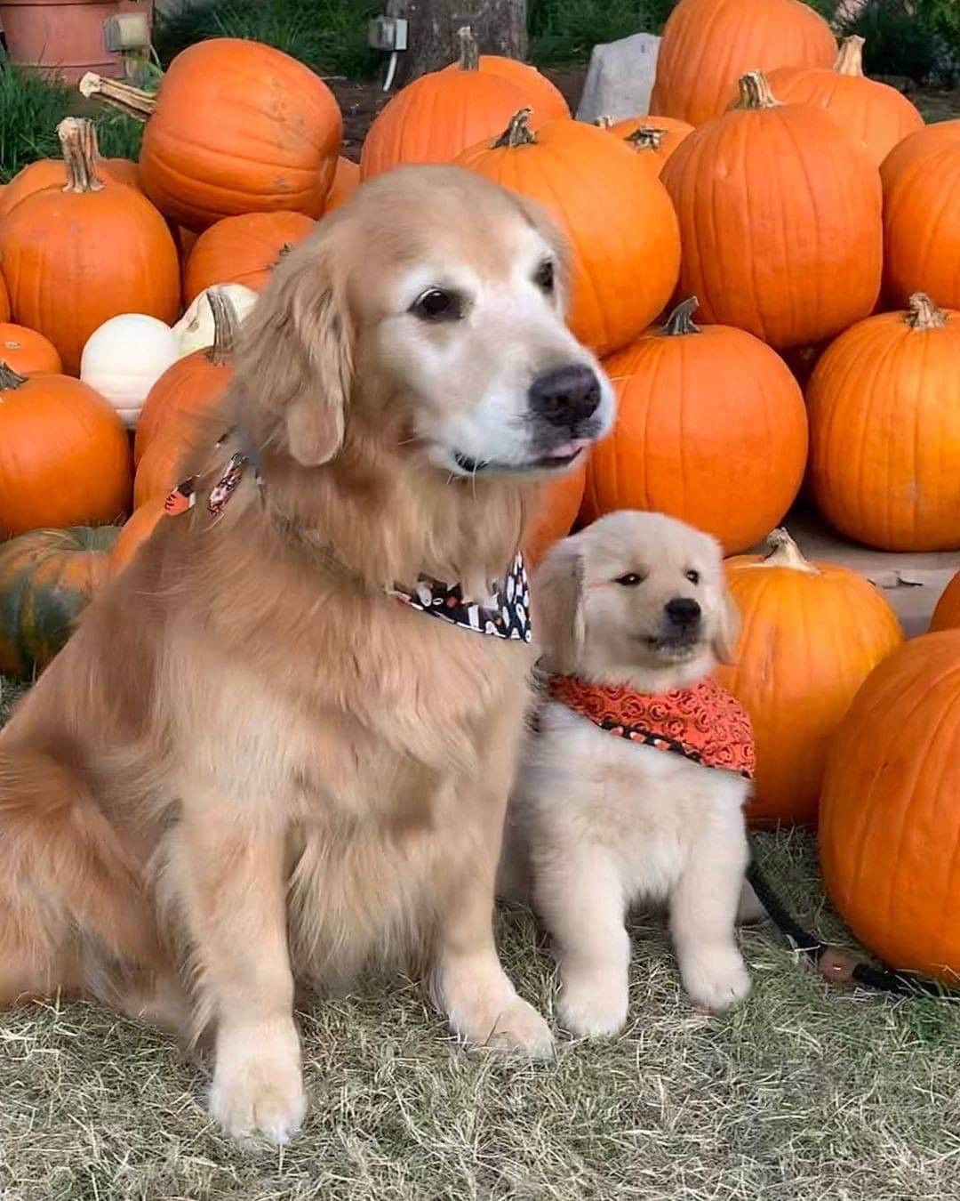 9GAGさんのインスタグラム写真 - (9GAGInstagram)「When mom forces you to take a family photo😕 📸 @max.and.finn - #goldenretriever #mom #pumpkin #9gag」10月13日 14時49分 - 9gag