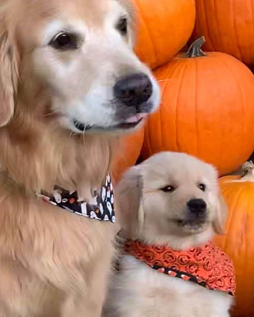 9GAGさんのインスタグラム写真 - (9GAGInstagram)「When mom forces you to take a family photo😕 📸 @max.and.finn - #goldenretriever #mom #pumpkin #9gag」10月13日 14時49分 - 9gag