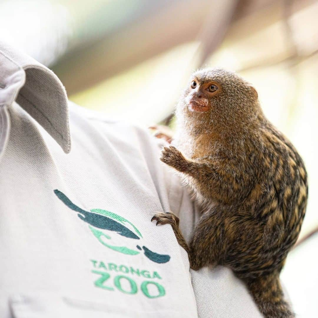 タロンガ動物園さんのインスタグラム写真 - (タロンガ動物園Instagram)「Did you know Pygmy Marmosets are the worlds tiniest monkeys? Weighing between 85-140 grams and about 12-16cm tall these guys can jump up to 4 metres high!   Learn about these unique creatures and range of others with Taronga's new Immersize Classroom Encounter! Just visit www.taronga.org.au/sydney-zoo/animal-encounters for more information and how to book!  #forthewild #tarongazoo」10月13日 15時00分 - tarongazoo