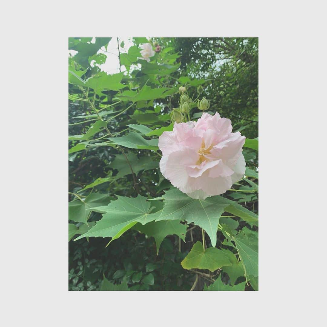 森なな子さんのインスタグラム写真 - (森なな子Instagram)「あまりにも綺麗だったので📸」10月13日 15時38分 - nanako.m1988