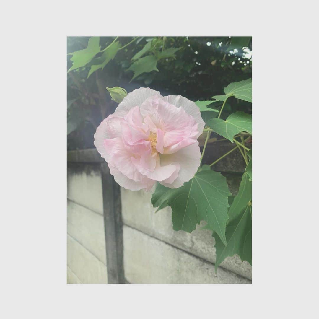 森なな子さんのインスタグラム写真 - (森なな子Instagram)「あまりにも綺麗だったので📸」10月13日 15時38分 - nanako.m1988