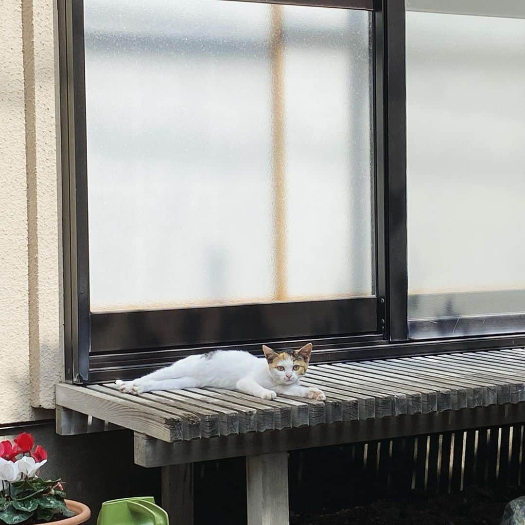 野本かりあのインスタグラム：「いつも髪を切って頂いているAYUさんのサロンは、閑静な住宅街にある。 歩いていると途中で、縁側で日向ぼっこをしている子猫に出会う。話すと、可愛い声でキチンと返事をしてくれた。 そして、サロンに着き談笑していたら、 そっくりな猫が🐱 なんて思ってたら、後ろにさっきの日向ぼっこ子猫✨ 可愛い親子に遭遇したのでした❤️」