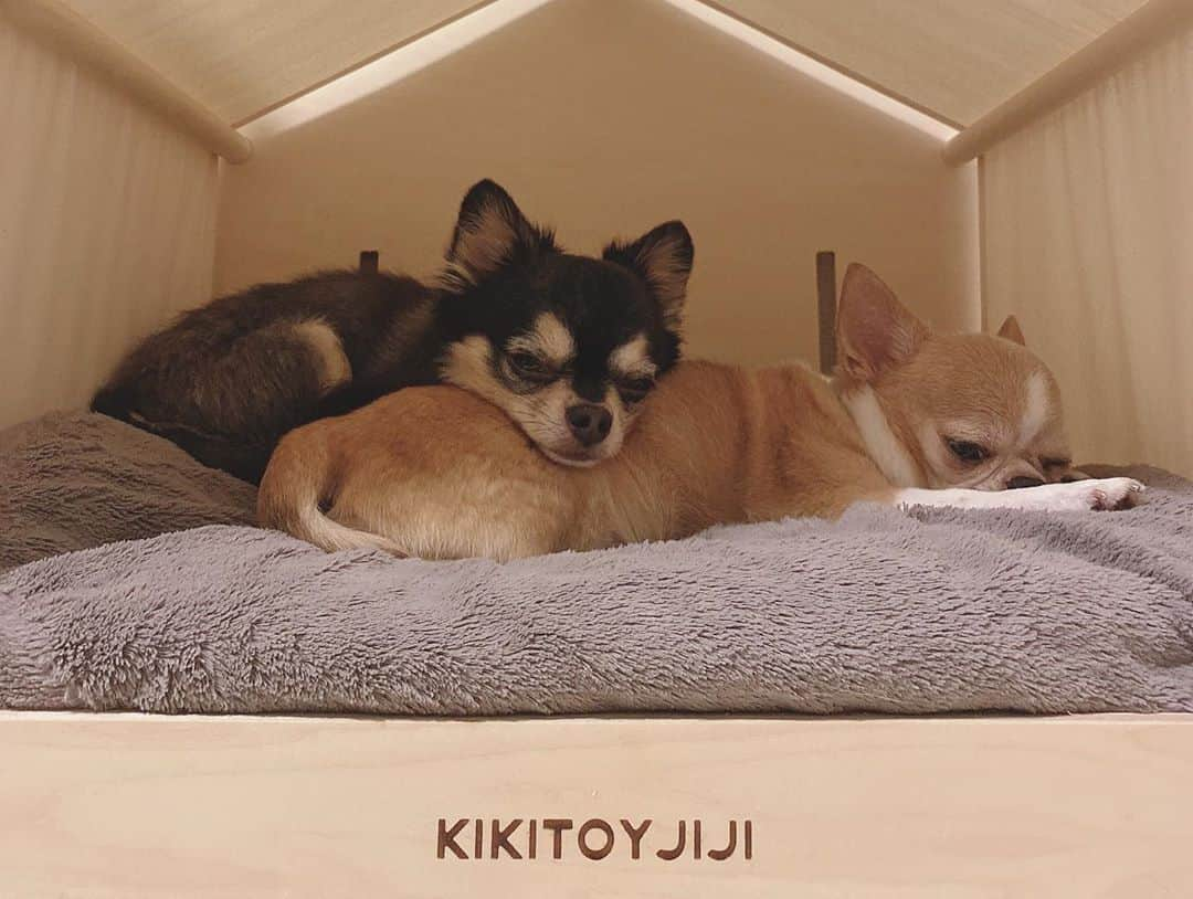 maika_kikitoyjijiさんのインスタグラム写真 - (maika_kikitoyjijiInstagram)「. Kiki&Toy&Jiji . キキトイジジの新しいお家です🙋🏻‍♀️ . @makeagoodmarket さんの 木でできたハウス♡ . めちゃくちゃ可愛いでしょ🤤💕 . 気に入ってくれるか心配でしたが、 そんな心配はいらなかったみたい😂❤️ くつろいでます☺️☺️☺️ . 組み立てもとても簡単で、 3枚目の動画をご覧ください💁🏻‍♀️ . 名前も入れてもらえて、 主張し過ぎない感じが 気に入ってます✨ ・ ------------------------- 10%オフになるクーポンがあるので 良かったら使って下さいね💁🏻‍♀️💓 ハウスの他にも食器台や ハンガーラックもあります👍✨ . クーポンコード👉CPFR2011-V126 使用期限👉2020年11月30日23時59分まで ------------------------- ・ ・  #makeagoodmarket #メイクアグッドペットハウス  . . #チワワ #ロングコートチワワ #ロンチー #クリーム #チワワ部 #chihuahua #チワワ大好き #犬のいる暮らし#犬 #치와와 #weeklyfluff #ふわもこ部 #IGersJP #dogstagram #chihuahuaoftheday #犬バカ部 #whim_fluffy #dog_features #dogsofinstagram #いぬすたぐらむ #子育て #双子 #ママスタグラム #ワンコなしでは生きて行けません会 #ワンコのいる生活」10月13日 15時53分 - maika_kikitoyjiji