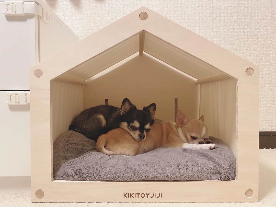 maika_kikitoyjijiのインスタグラム