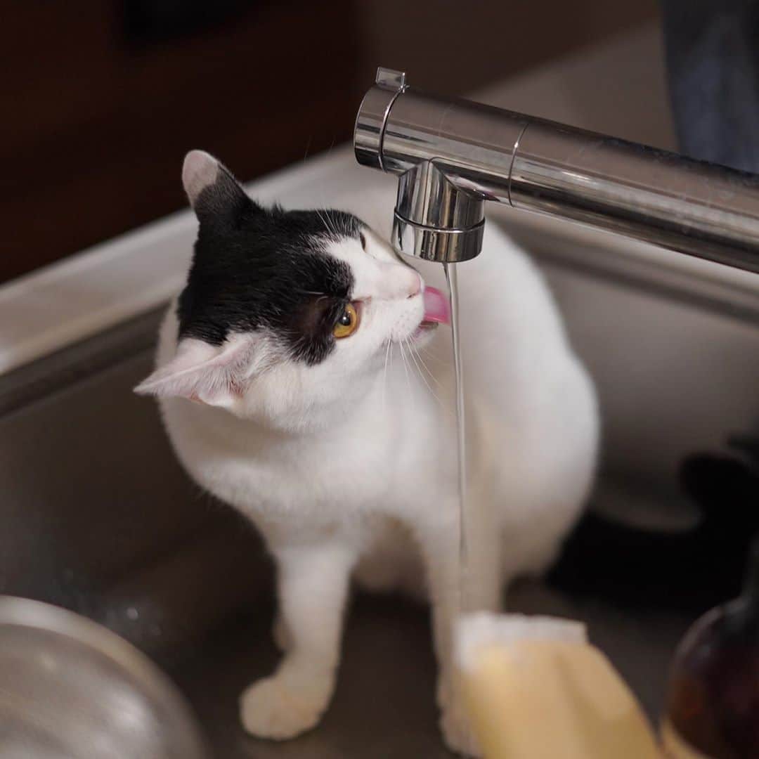 KAZUYAのインスタグラム：「今日のにゃんこ45。 コラ！そんなところで水を飲むんじゃない！(と言いつつシャッターを押す) #猫 #猫のいる暮らし #cat」