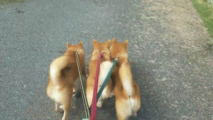 柴犬たま Shibainu Tamaのインスタグラム