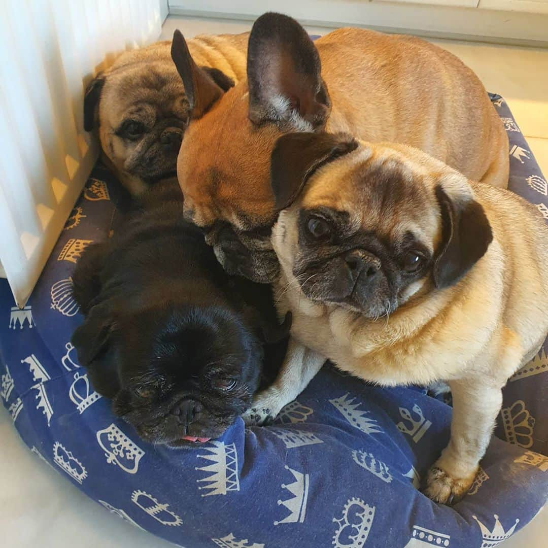 Nikitaさんのインスタグラム写真 - (NikitaInstagram)「pug_nikita feliz martes」10月13日 17時56分 - pug_nikita