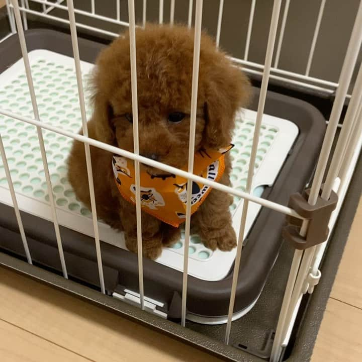 姫野宥弥のインスタグラム：「新しい家族が増えました🐶 名前はティムです！ モコとサイズが全然違います！笑 モコと早く仲良くなってね☺️ #トイプードル#レッド#ティム#新しい家族」