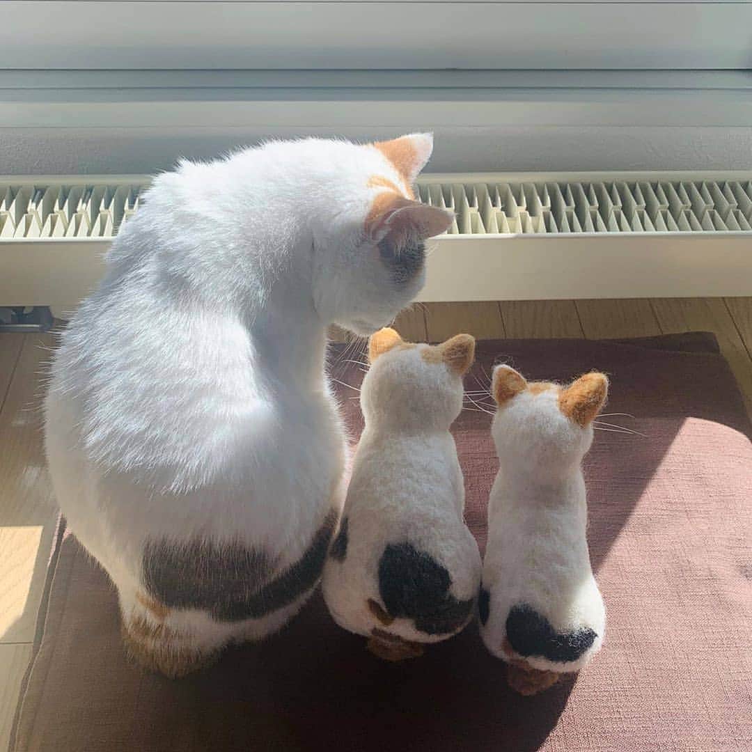 Aww Clubさんのインスタグラム写真 - (Aww ClubInstagram)「Look boys, everything the light touches is ours  📷@maruruna  #meowed #woolfelt #japan #bestmeow #三毛猫 #猫」10月13日 18時13分 - meowed