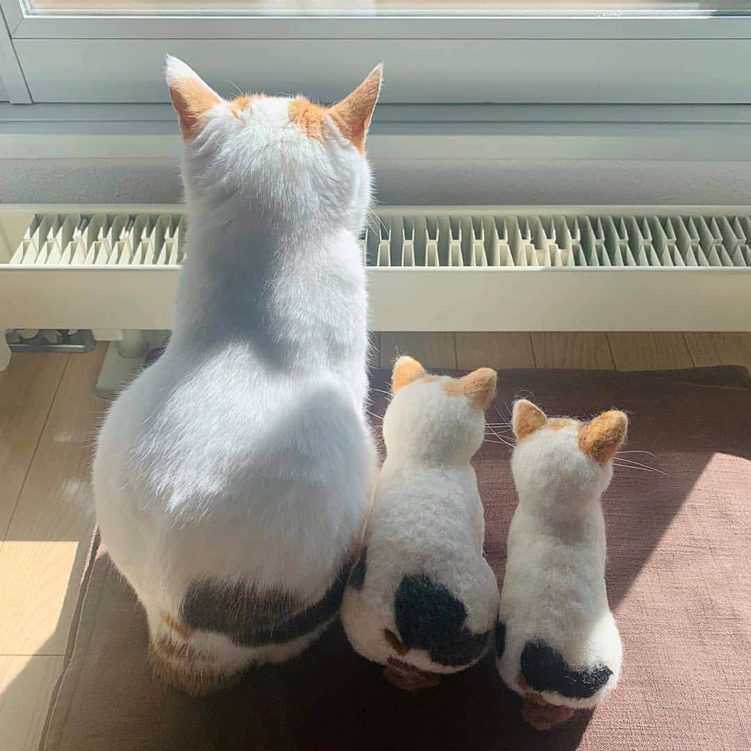 Aww Clubさんのインスタグラム写真 - (Aww ClubInstagram)「Look boys, everything the light touches is ours  📷@maruruna  #meowed #woolfelt #japan #bestmeow #三毛猫 #猫」10月13日 18時13分 - meowed