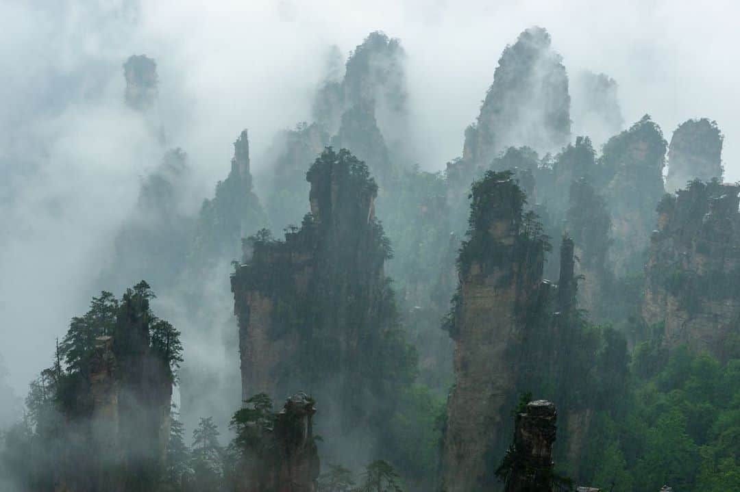 National Geographic Travelさんのインスタグラム写真 - (National Geographic TravelInstagram)「Photos by Michael Yamashita @yamashitaphoto / Mountains in the mist in Wulingyuan National Park, Hunan, China. This UNESCO World Heritage site is noted for having more than 3,000 sandstone pillars and peaks, many over 200 meters (660 feet) in height. It was the inspiration for the floating Hallelujah Mountains of Pandora in the blockbuster film "Avatar." The trick to photographing these pillars is to capture them during or after a rain, when the supermoist air creates foggy conditions. I photographed these mountains four times in four different seasons and only saw the fog twice, for less than an hour. Without fog, in my opinion, there is no picture. #wulingyuannationalpark #wulingyuan #zhangjiajie #avatar #hallelujahmountains」10月14日 3時58分 - natgeotravel