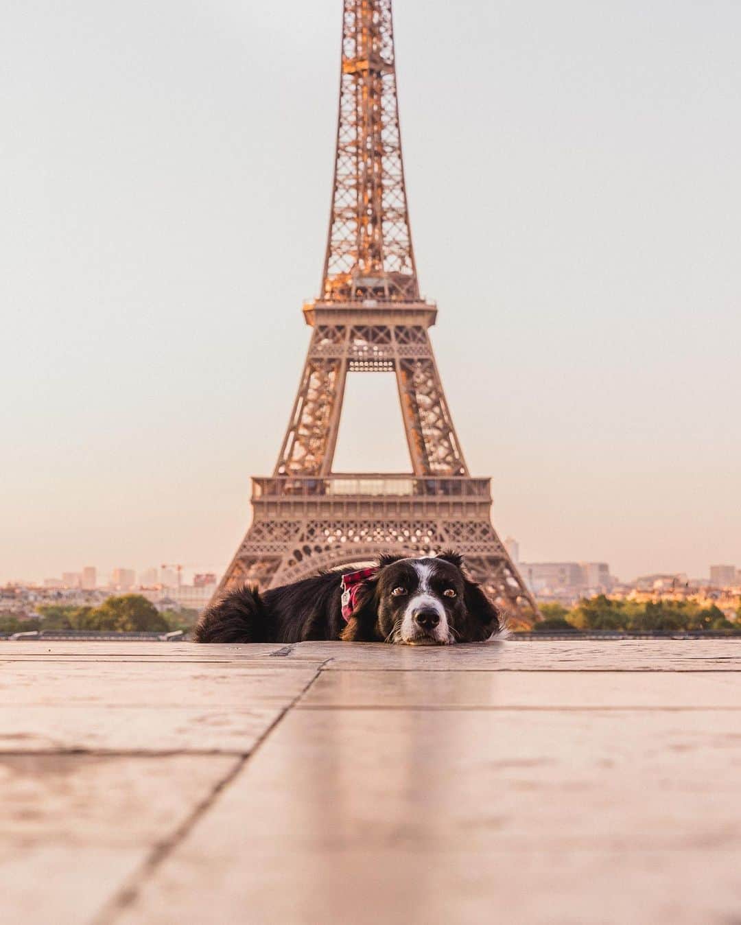 Andrew Knappのインスタグラム：「Early summer mornings spent roaming around Paris trying to get that perfect shot for the book, came across this one which for what ever reason didn’t end up in there! Limited travel means endless nostalgia I guess. I also took a ton of photos that I ignored at the time, but in hindsight are quite charming.  If you subscribe to my newsletter you’ll get a treat later today with the full story and the whole collection of Momo hiding in Paris. You can also get access on my Patreon. I’m still figuring out how to best use these tools so your feedback is helpful! Both are linked in my profile.」