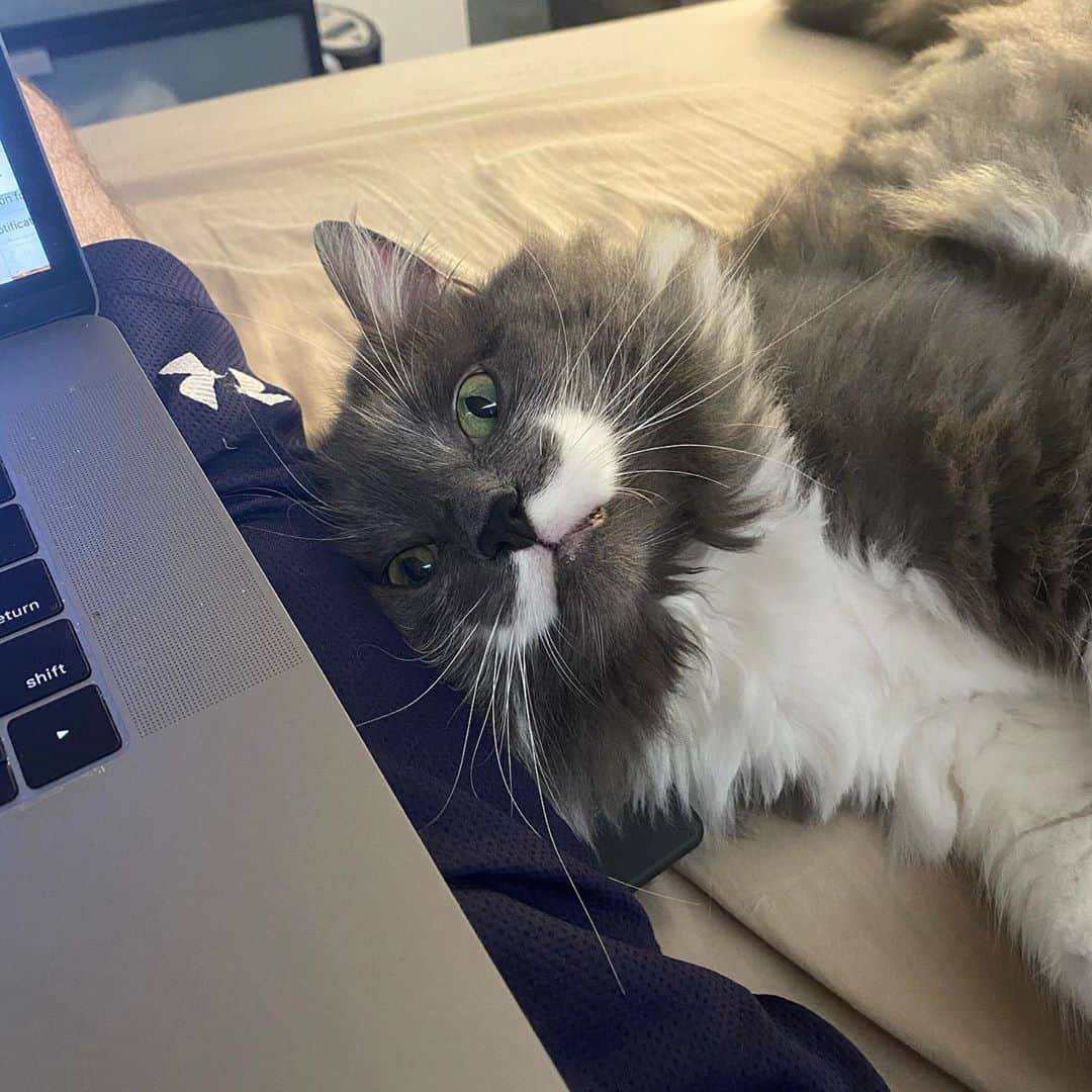 のインスタグラム：「Being forced to work from home isn’t that bad... #mustachecat」