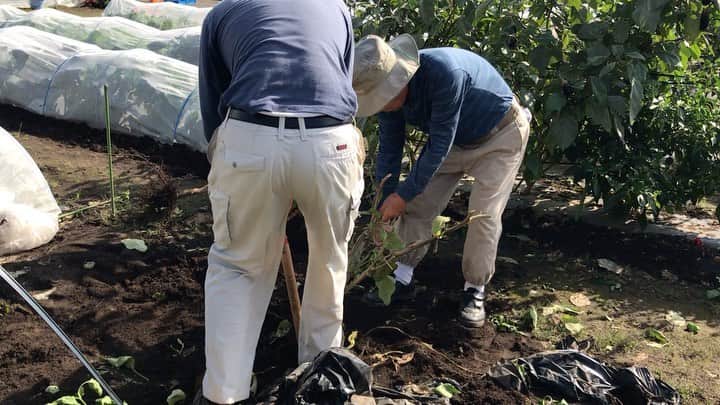 小谷あゆみのインスタグラム：「きょうは夏のような好天の下、せたがや体験農園では秋冬野菜の準備作業でした。 ピーマンと茄子、最後の収録の日。 茄子🍆の木よさようなら 6月から実りだしたから4か月もの間、豊かな実りを提供してくれましたが、今日でさいならグッバイ～。 しかしナスの苗の根の張り方がすごい！ 新ごぼうみたい食べたいね～とお隣の大久保さんとの会話。 ＪＡ粕谷くんと 農園主の早川さんも手伝ってみんなでナス引っこ抜き大会～！ みんなのぎっくり腰が心配だ。（用心してお引き抜きください～）」