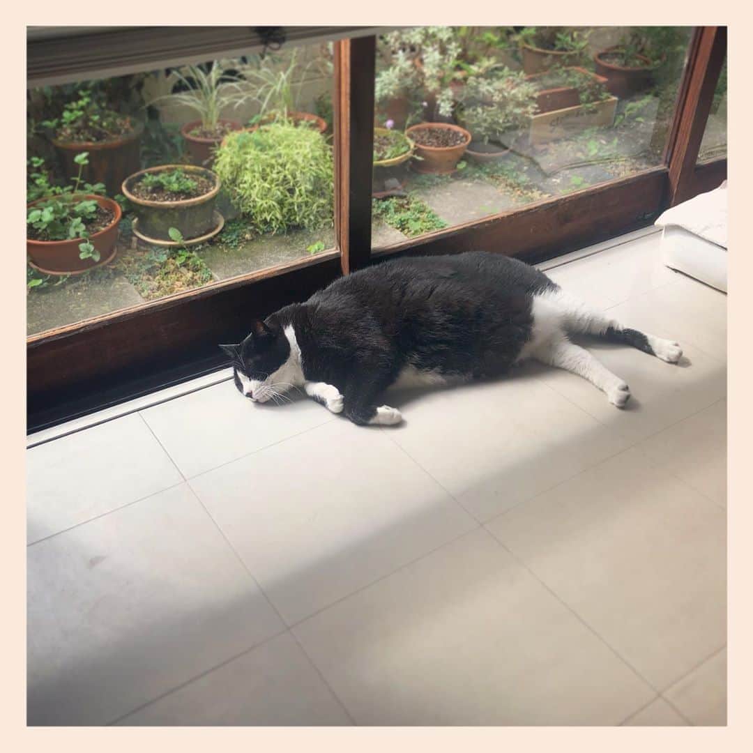パンといっぴきのインスタグラム