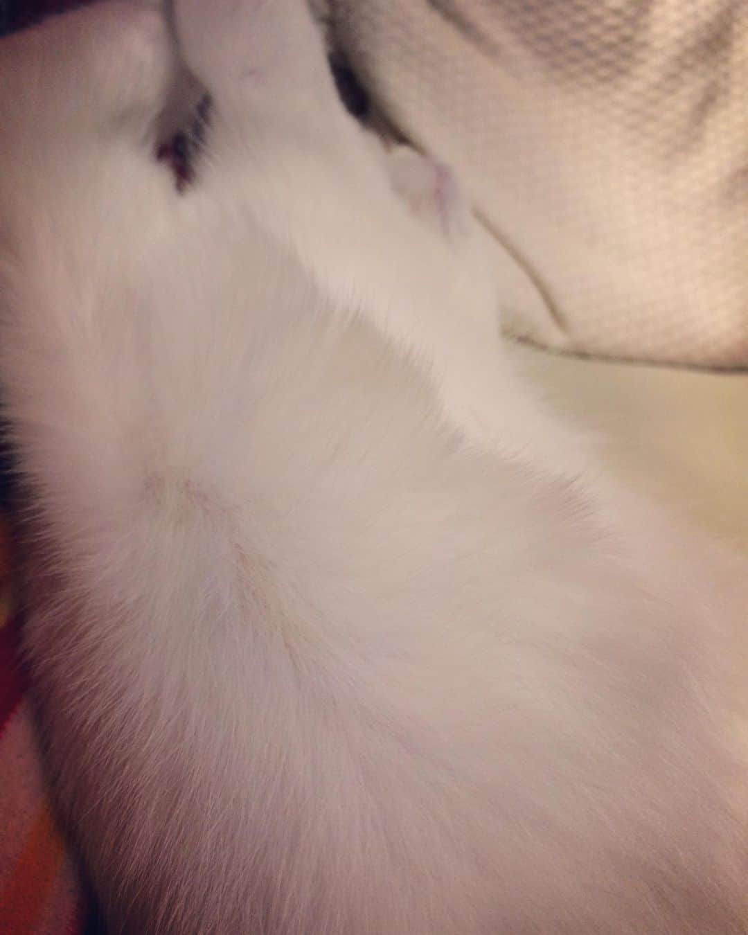 岡田屋鉄蔵のインスタグラム：「ナブさんの♫ 魅惑の胸毛♪ 滑らか腹毛♪ からの、どーん！」