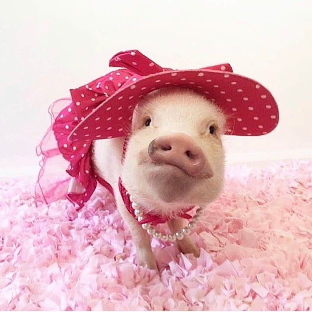 Priscilla and Poppletonさんのインスタグラム写真 - (Priscilla and PoppletonInstagram)「Fight for a Cure!🥊🐷Throwing it back to when Pop was just a lightweight and I was decked out in pink from hoof to snout to show our support for #breastcancerawarenessmonth and #breastcancerawarenessday!💞🐷#thinkpink #breastcancerawareness #PrissyandPop」10月13日 21時02分 - prissy_pig