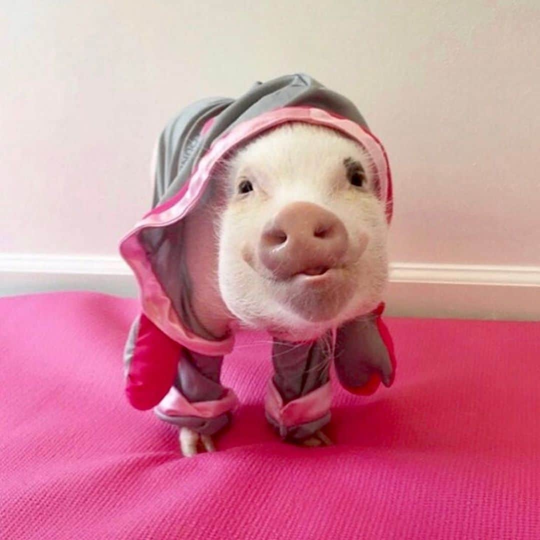 Priscilla and Poppletonさんのインスタグラム写真 - (Priscilla and PoppletonInstagram)「Fight for a Cure!🥊🐷Throwing it back to when Pop was just a lightweight and I was decked out in pink from hoof to snout to show our support for #breastcancerawarenessmonth and #breastcancerawarenessday!💞🐷#thinkpink #breastcancerawareness #PrissyandPop」10月13日 21時02分 - prissy_pig