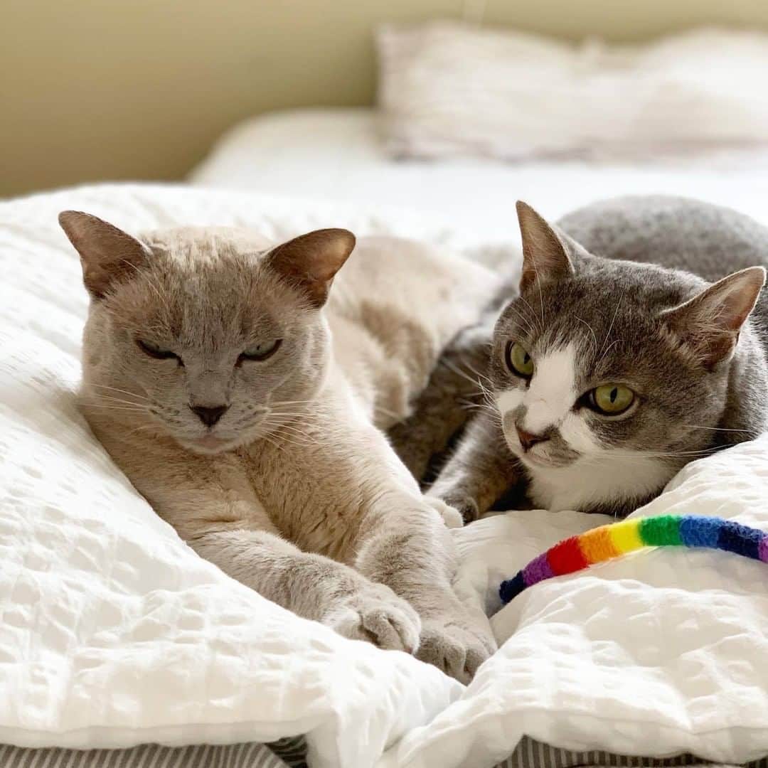 ムクリ［mukuri］さんのインスタグラム写真 - (ムクリ［mukuri］Instagram)「人も猫も暮らしやすいお家にするために〜朝のお掃除ルーティン（mori_ieさん／あの人の暮らしが素敵な理由）  「3匹の猫たちに気持ちよく暮らして欲しい。」 そんな想いから始まった森の家さんのお掃除ルーティン。  きっかけは愛猫たちのために始めた掃除でしたが、今では一日のスタートを気持ち良く切るための大切な習慣になりました。  ポイントはご主人との家事分担の仕方。 きっちり担当を決めるのではなく、「先に起きた人」「後に起きた人」という大きな分け方でその日の担当を決めているそう。時には”後起き”を狙った攻防戦も（笑）  そして得意なことはお互いにお任せして固定化するなど、やり続けていく中でベストな方法を話し合って変えていく。これが朝掃除を習慣化させるコツなのかもしれません。  起床してから40分かけてする朝掃除。 森の家さんご夫婦が1年半かけて作り上げた朝掃除のルーティンと、登場する３匹の猫ちゃんたちの愛らしさにもぜひ注目しながらご覧くださいね♪  specialthanks @mori_ie ・ （編集：megu）  ▶詳細はプロフィールのURLよりご覧ください プロフィールはこちらから @mukuri_official ・  #掃除 #掃除記録 #暮らしを整える#一軒家 #猫のいる暮らし #猫との暮らし #シンプルな暮らし #暮らし #ルーティン #ルーティン家事 #家事 #掃除習慣 #マイホーム#インテリア#シンプルインテリア#ナチュラルインテリア#無印良品#すっきり暮らす#日々のこと#日常#暮らしを楽しむ#くらしの編集#ムクリ」10月13日 21時05分 - mukuri_official