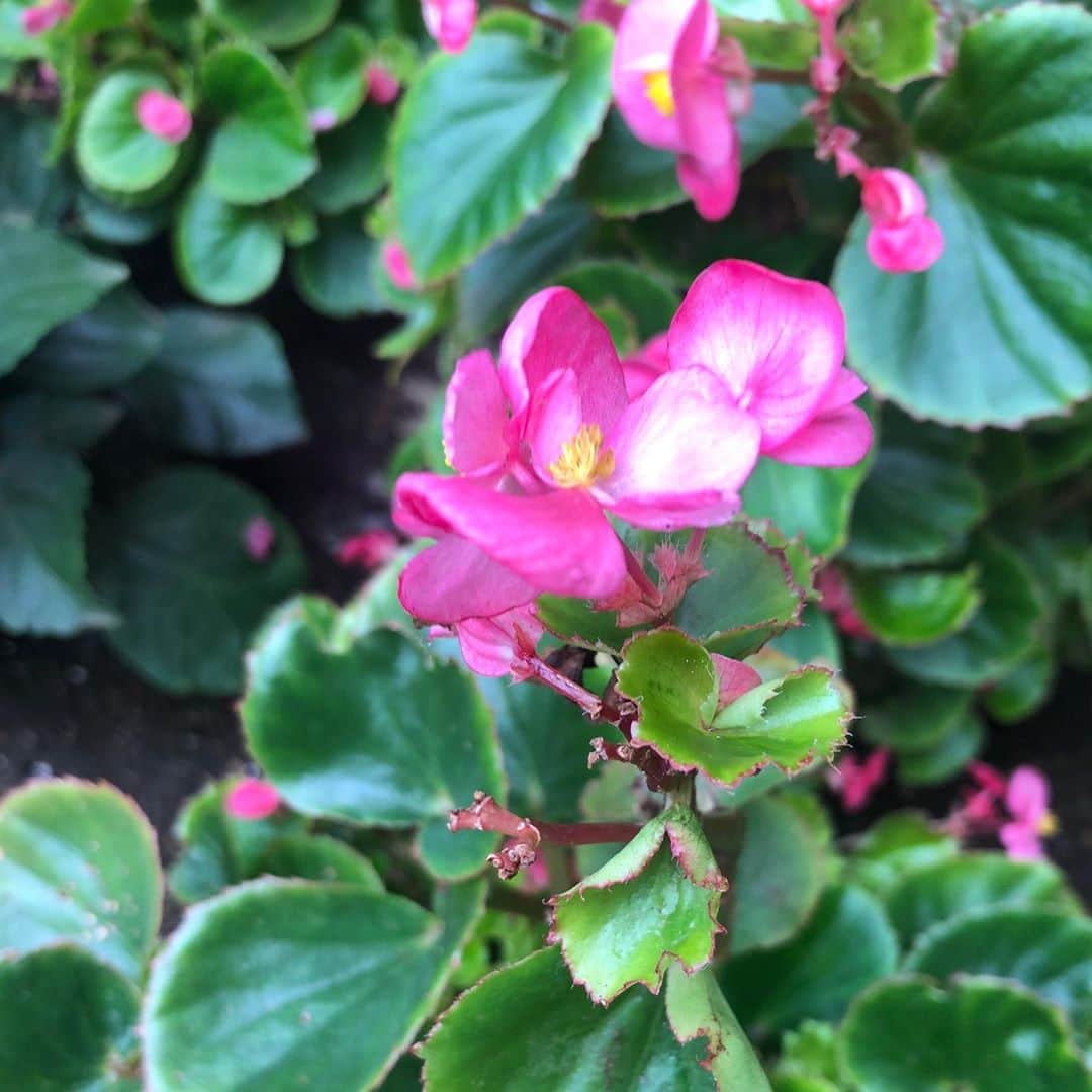 竹川美子のインスタグラム：「ベゴニアの花☘️ #ベゴニア #花壇 #シュウカイドウ科 #1年中咲く花 #左右非対称なハート形の葉っぱ #花言葉 #愛の告白・片想い #幸せな日々・親切 #丁寧 #ピンク色  #癒し」