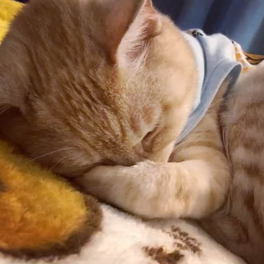 ruiruiのインスタグラム：「福ちゃんは元気です（2020/10/13） . . スヤスヤ寝ている福ちゃん。 イビキ？寝言？音量を上げて聴いてみてください💤 明日は10回目の抗がん剤治療の日です。 . . いつもたくさんの応援コメントありがとうございます😊とても励みになりす🙏🏻 . . . #抗がん剤治療中  #放射線治療 #皮膚型リンパ腫 #手作り術後服 #福ちゃんは耳が聞こえない #福ちゃんは人間大好き #右目失明 #元野良猫 #保護猫 #猫 #にゃんこ #にゃんすたぐらむ #ねこ #茶トラ #ねこ部 #ふわもこ部 #ペコねこ部 #pecocat #mofmo #deafcat #cute #cat #cats #catlover #catstagram #instacat #Instagramcats #ilovemycat  #catsofinstagram #catstagram_japan」