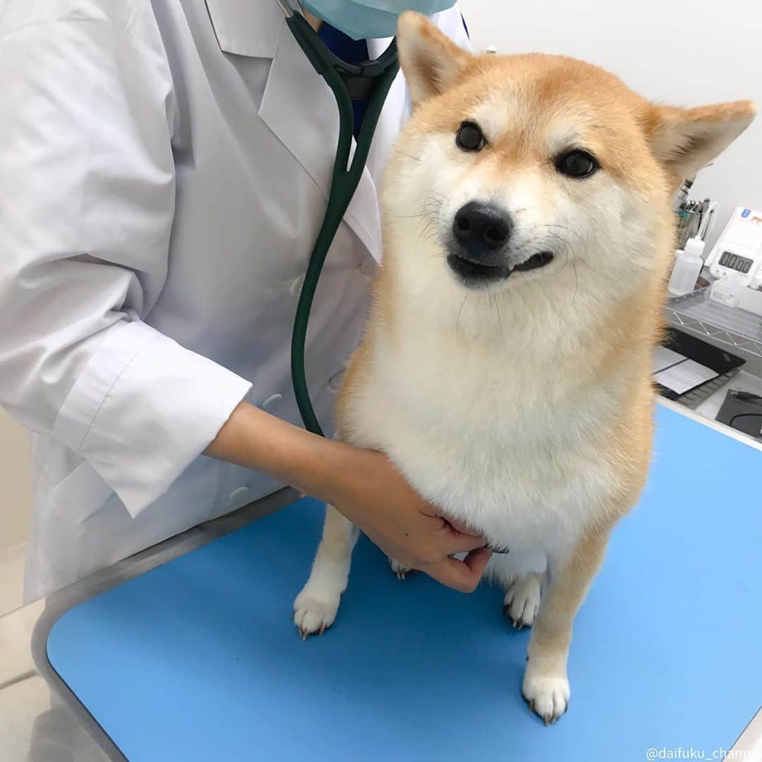 だいふくのインスタグラム