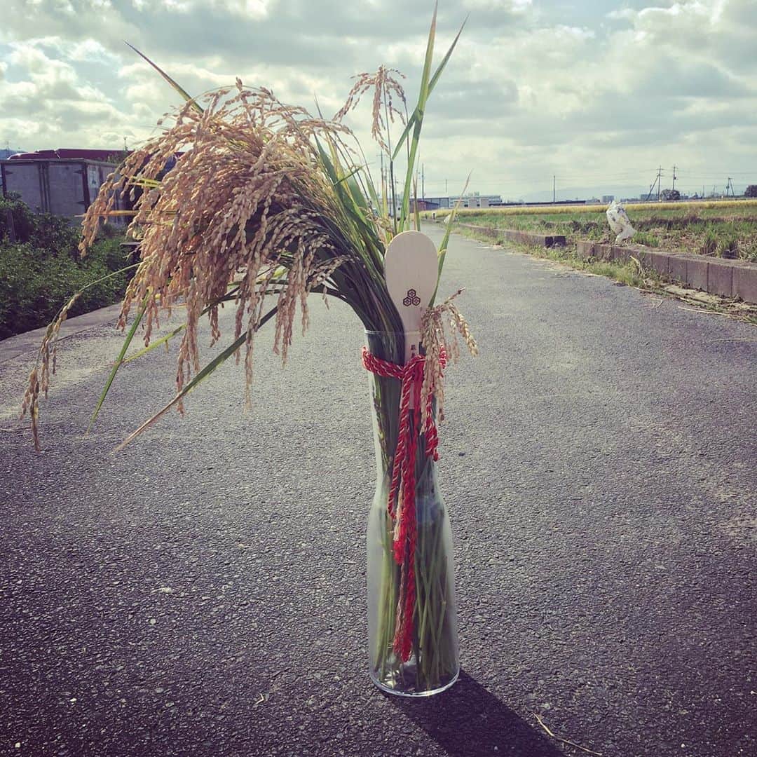 宮田麺児のインスタグラム：「稲刈り前に　活け花。 透明の花瓶で　山田錦の背の高さを表して　もりもりのの稲穂を花瓶が倒れるギリギリまでいけて　こうべを垂れる稲穂を表現してみた。 またしゃもじもいけて　最後は食すイメージを表現。  #活け花 #生け花 #花いけ #花道 #山田錦 #稲穂 #こうべを垂れる稲穂かな  #しゃもじ #米粒 #米 #食す #田んぼ #稲刈り」