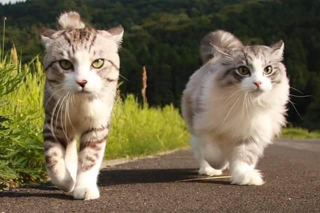 Nyankichi Noranekoさんのインスタグラム写真 - (Nyankichi NoranekoInstagram)「ニャ太郎王子🤴、 ニャン吉父ちゃんと同じように歩けば間違いない👊😸  喵太郎王子🤴跟喵吉爸爸同樣地步行的話就不會弄錯了👊😸  If Prince Nyantaro 🤴 and Papa Nyankichi walk in the same way, there will be no mistake 👊😸  #猫 #cat #고양이 #แมว #貓 #кошка #wats #chat #ニャンスタグラム #gato #catsofinstagram #ねこ部 #旅猫 #cats #aso #japan #猫写真 #ねこ #seekor #ネコ #kitty #パトロール #kucing #kucinglucu #シンクロ」10月13日 21時33分 - noraneko_nyankichi
