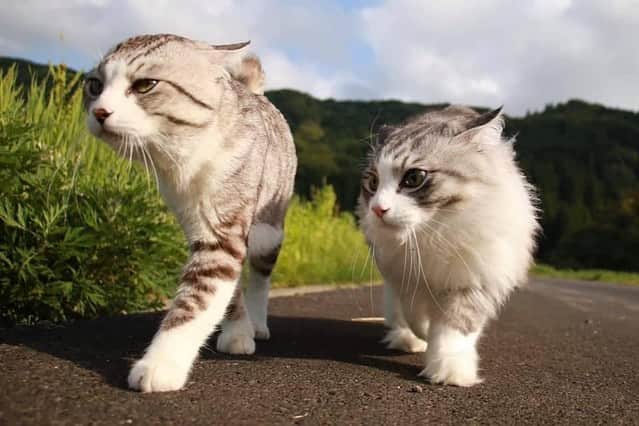 Nyankichi Noranekoさんのインスタグラム写真 - (Nyankichi NoranekoInstagram)「ニャ太郎王子🤴、 ニャン吉父ちゃんと同じように歩けば間違いない👊😸  喵太郎王子🤴跟喵吉爸爸同樣地步行的話就不會弄錯了👊😸  If Prince Nyantaro 🤴 and Papa Nyankichi walk in the same way, there will be no mistake 👊😸  #猫 #cat #고양이 #แมว #貓 #кошка #wats #chat #ニャンスタグラム #gato #catsofinstagram #ねこ部 #旅猫 #cats #aso #japan #猫写真 #ねこ #seekor #ネコ #kitty #パトロール #kucing #kucinglucu #シンクロ」10月13日 21時33分 - noraneko_nyankichi