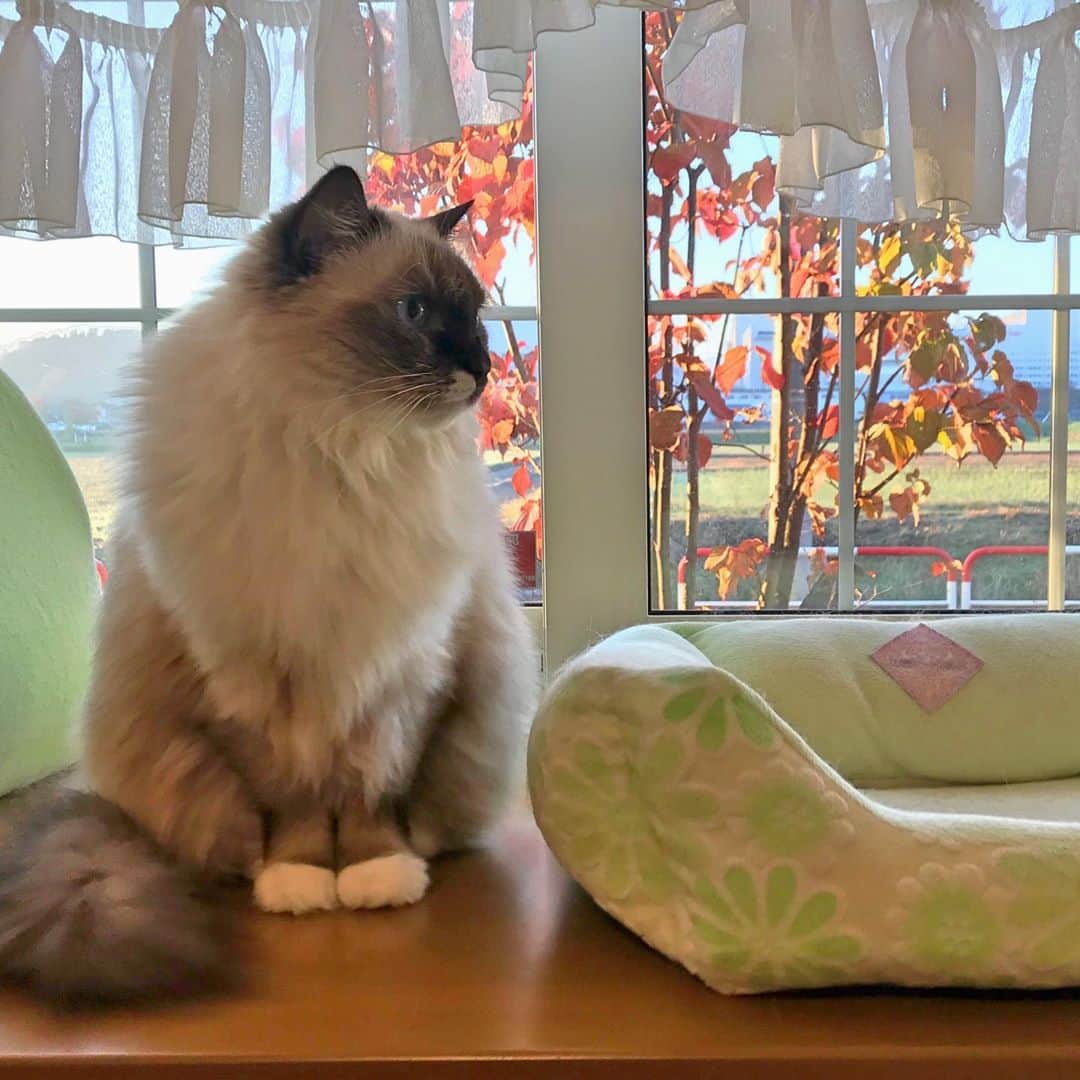 takegaeruのインスタグラム：「🍁ランもきまってるね~😙 #cat #猫 #ragdoll #ラグドール #ホワイトポッチーズ」