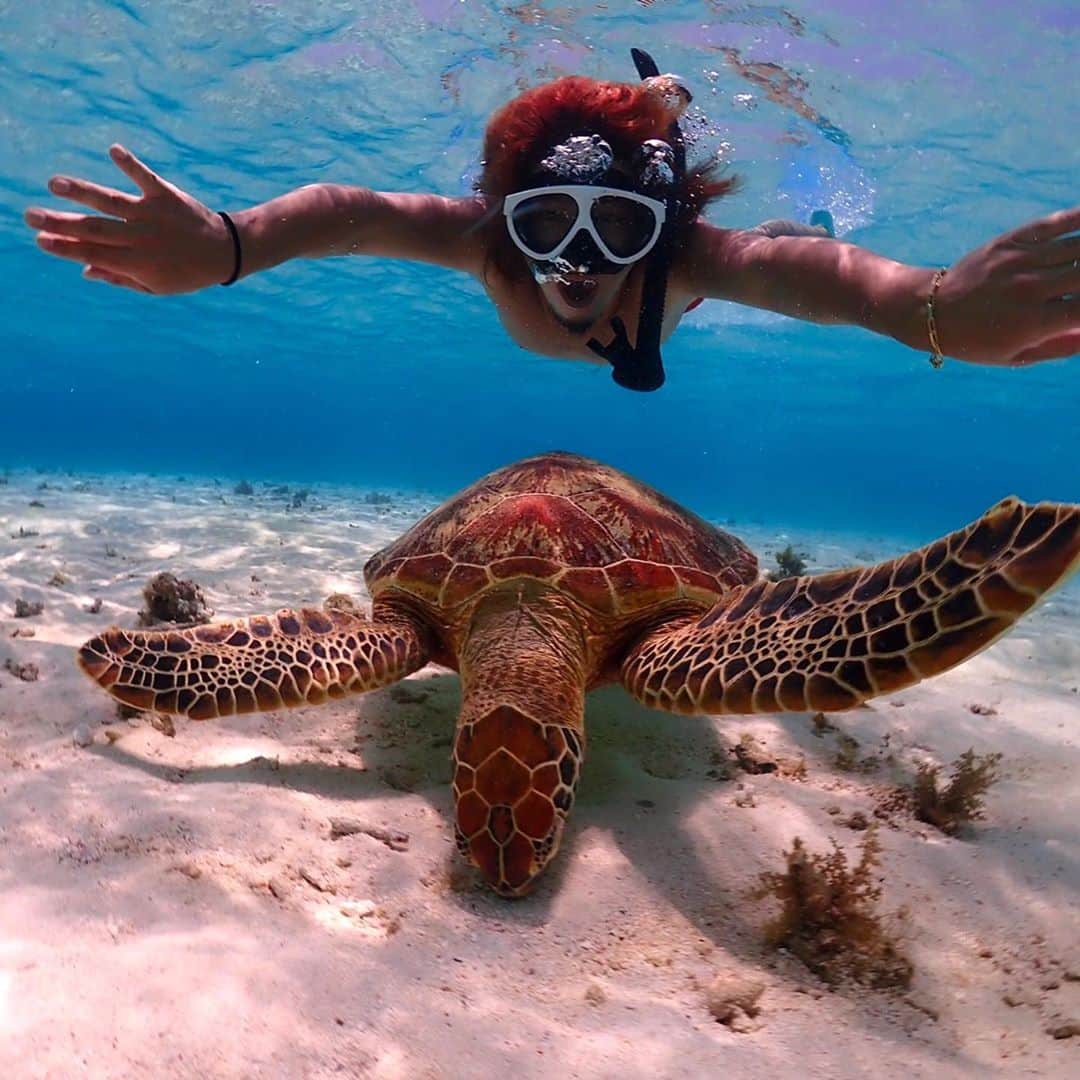 高木琢也さんのインスタグラム写真 - (高木琢也Instagram)「竜宮城にいくとこ🐢🐢🐢💨🏊‍♂️🏯 #ocean #turtle」10月13日 22時19分 - takagi_ocean