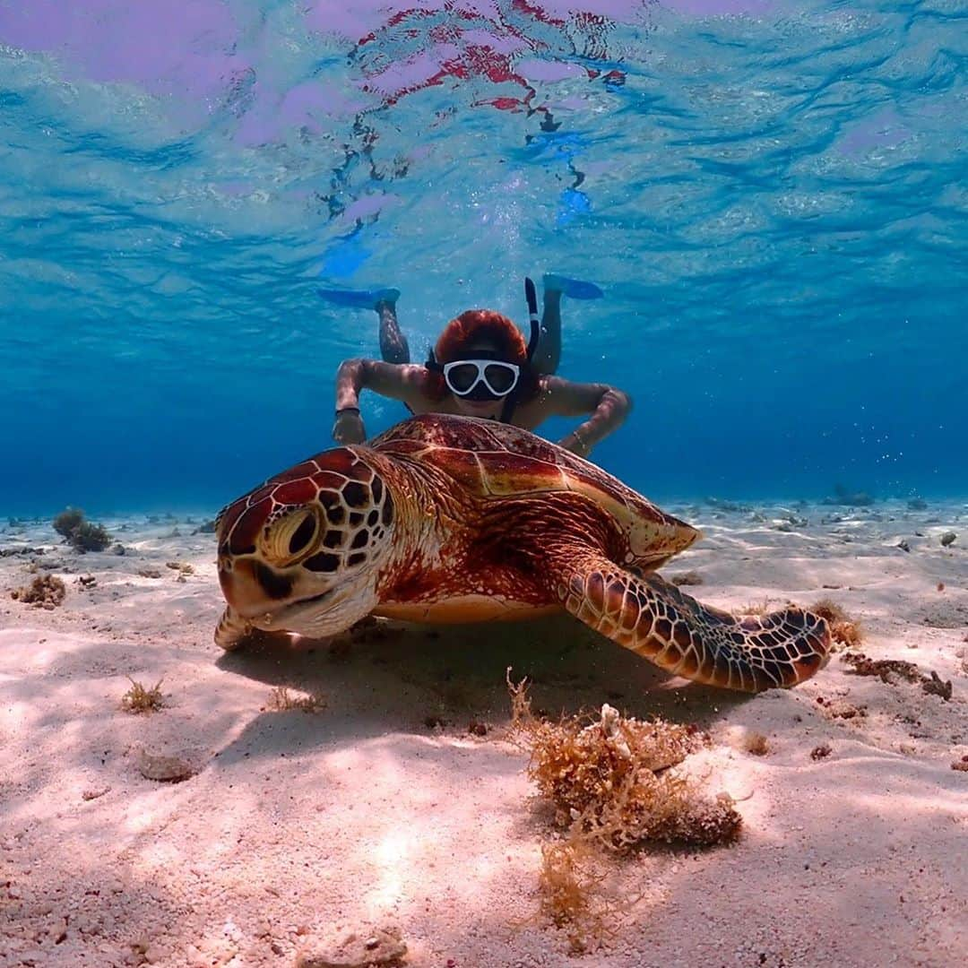 高木琢也さんのインスタグラム写真 - (高木琢也Instagram)「竜宮城にいくとこ🐢🐢🐢💨🏊‍♂️🏯 #ocean #turtle」10月13日 22時19分 - takagi_ocean