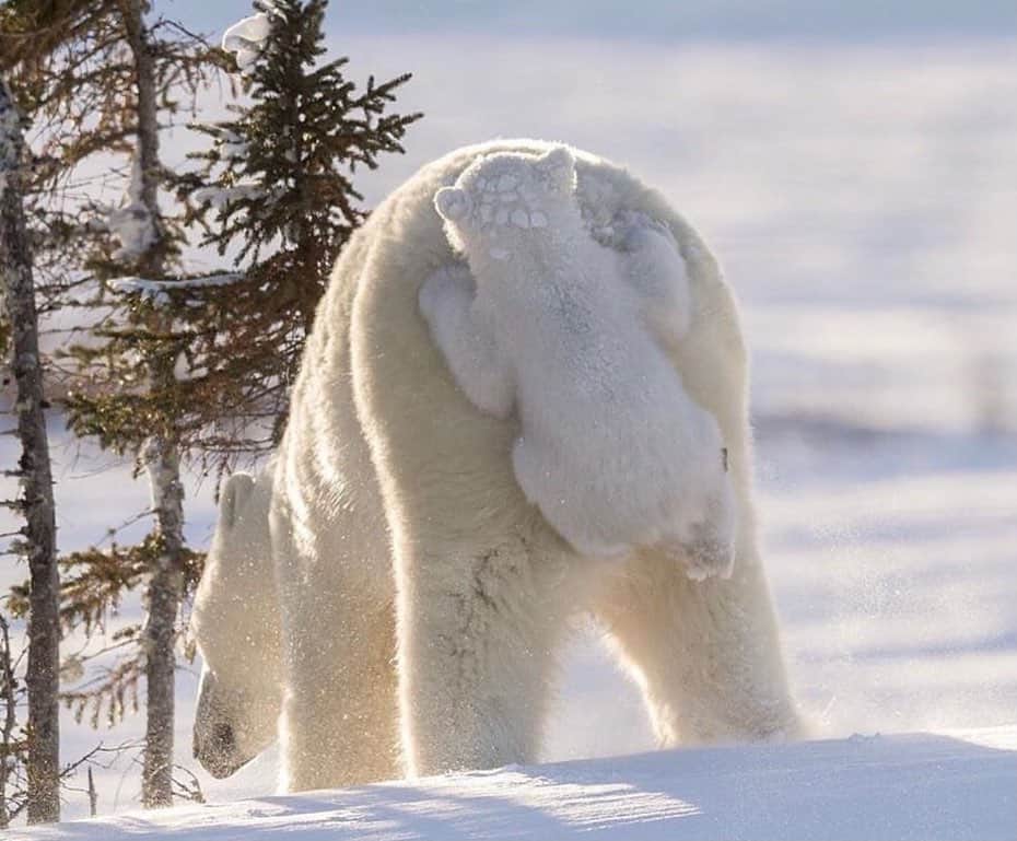 animalsさんのインスタグラム写真 - (animalsInstagram)「Baby polar bear hitching a ride 😅 How cute is this mama polar bear with her cubs? 🐻 Photos by: @daisygilardini  Via: @photos」10月13日 22時26分 - babyanmlpics