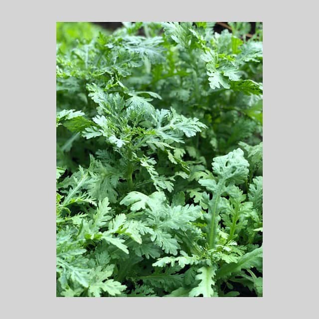 加藤紀子のインスタグラム：「若い頃には、 こんなふうに野菜を育てたり、 出荷用にと枯れた葉を落として、綺麗に整える時間を持つなんて想像してなかった、この状況。 （ちなみに出荷用とは、お借りしている農家さん野菜のことで。そのお手伝いさせてもらっています）  お家帰ってからの、採れたて空芯菜の鍋はもちろん美味しかったです🥰  今日もいい一日頂きました。  #カトノリ農園  #畑からこんにちは #畑チャンネルの更新止まっててごめんなさい」