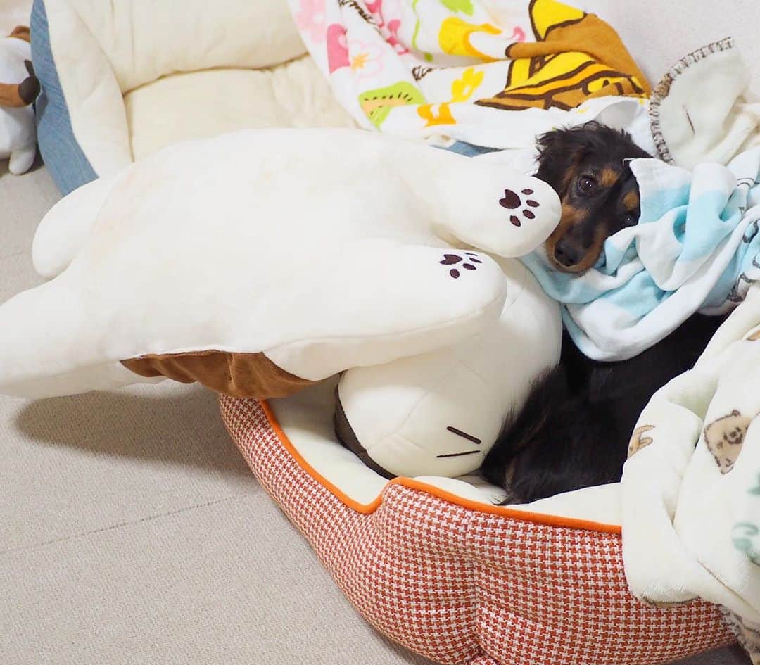 Sora Momoさんのインスタグラム写真 - (Sora MomoInstagram)「ももどうしたらいいのー🐶💦 ☺︎ ももがベッドで寝ようとしてたら そらが大きなミケちゃん持ってきて ベッドにどーんと置いていっちゃった💦 ☺︎ これどうしたらいいの〜🐶💦 ってこのままずっと固まってるももが可愛いくて😂 しばらくこのままにしてたら そらが戻ってきてミケちゃんぶんぶん振り回しながら持って行きました ☺︎ 何だったの？って顔のもも そらはももが喜んでくれると思って持って来たんだと思うよ😄 ☺︎ #大きなミケちゃんのぬいぐるみ#そらのお気に入り#僕の可愛いももちゃん#貸してあげるよ #一緒に寝てね#そう言われても#ももどうしたらいいの#困惑#自分で被ったタオル#首に巻いてる#毎日笑える#仲良し#そらともも #ダックス #ミニチュアダックス #dacshund #miniaturedachshund」10月13日 22時51分 - teratera_sorapu_