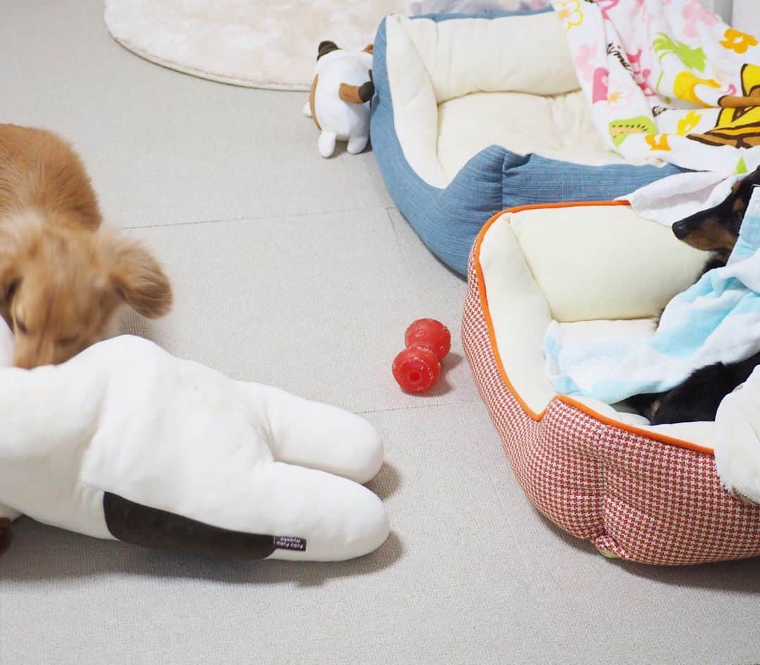 Sora Momoさんのインスタグラム写真 - (Sora MomoInstagram)「ももどうしたらいいのー🐶💦 ☺︎ ももがベッドで寝ようとしてたら そらが大きなミケちゃん持ってきて ベッドにどーんと置いていっちゃった💦 ☺︎ これどうしたらいいの〜🐶💦 ってこのままずっと固まってるももが可愛いくて😂 しばらくこのままにしてたら そらが戻ってきてミケちゃんぶんぶん振り回しながら持って行きました ☺︎ 何だったの？って顔のもも そらはももが喜んでくれると思って持って来たんだと思うよ😄 ☺︎ #大きなミケちゃんのぬいぐるみ#そらのお気に入り#僕の可愛いももちゃん#貸してあげるよ #一緒に寝てね#そう言われても#ももどうしたらいいの#困惑#自分で被ったタオル#首に巻いてる#毎日笑える#仲良し#そらともも #ダックス #ミニチュアダックス #dacshund #miniaturedachshund」10月13日 22時51分 - teratera_sorapu_